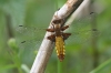 J01_2719 Libellula depressa female